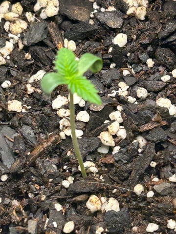 lil blue — seedling_rooting, day 1