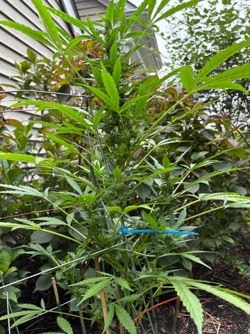 forgotten auto  — flower, day 6