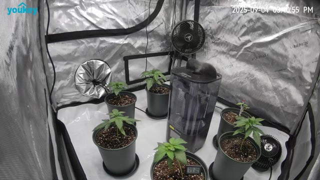 Homegrown - 🍒 🥧 & GSC Auto, 🚀 Seeds 🍌 Buttercups  — vegetative, day 21