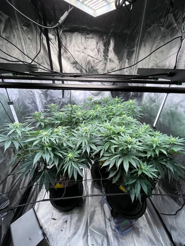 best budz — flower, day 54