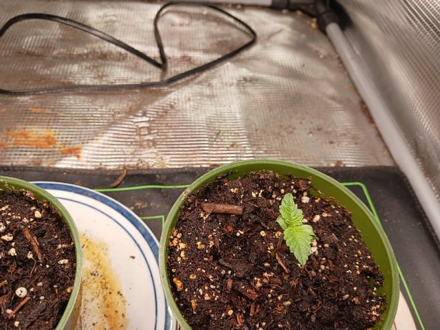 9lbhammer feminized  — seedling_rooting, day 4