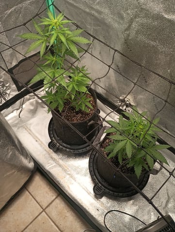 Otto weed  — vegetative, day 17