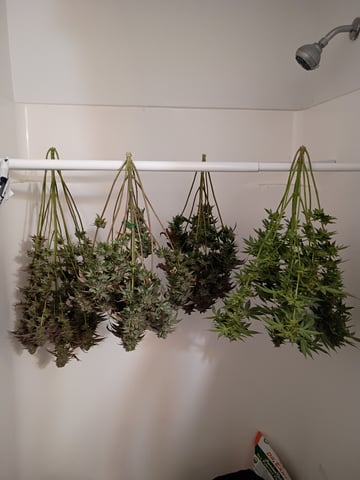 Lokie OG x Permanent Marker — harvest, day 115