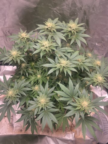 first grow — flower, day 86