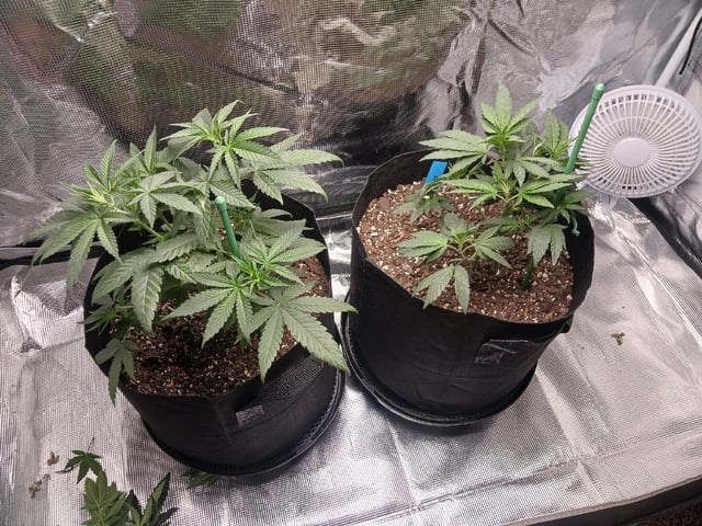 4th Grow — vegetative, day 22