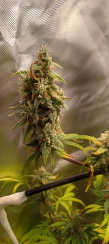 frst grow tent grow — auto, day 70