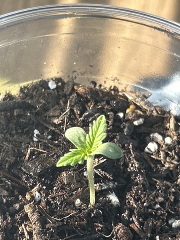 PeanutButter Cookies — grow_setup, day 3