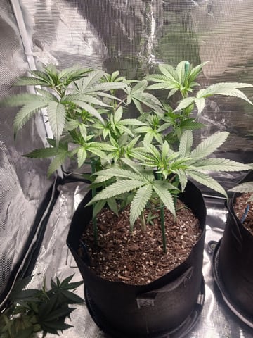 4th Grow — vegetative, day 36