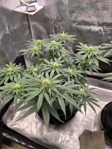  1 Blue Zushi x Venom & 1 Jack Here x Strawberry Cookies OG — flower, day 62