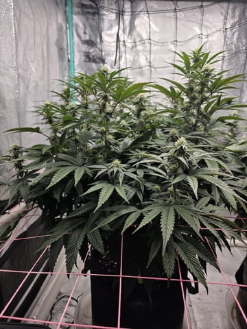 Granny Candy and PLCG — flower, day 102