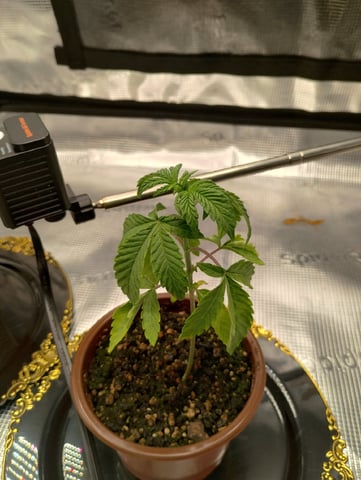 Photo Time📸🕞 — vegetative, day 26