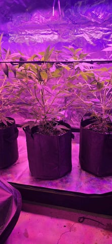 basement grow — flower, day 57