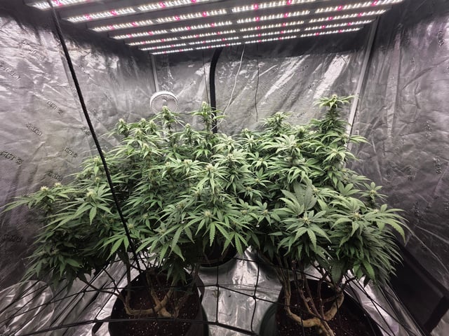 outdoor start/indoor 2025 — flower, day 169