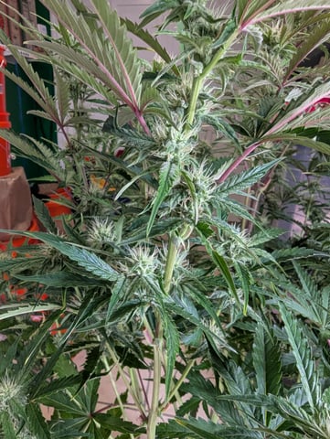 Control Plant — flower, day 77