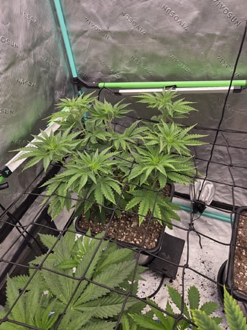 spring indoor 2026 — flower, day 4