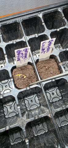 Fall '25 Indoor 2x4 — seedling_rooting, day 5