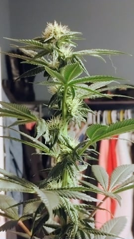 first grow  — grow_setup, day 36