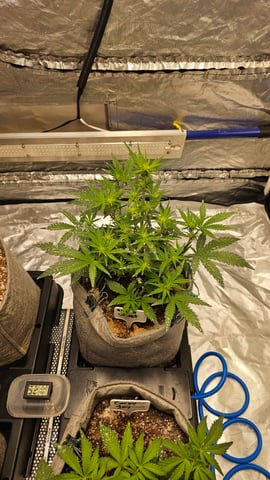 Autos For The Rest Of Winter 🔥🔥😉 — grow_setup, day 1