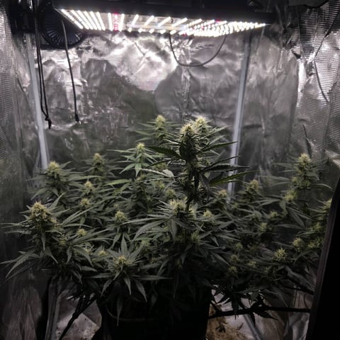 Purple Haze Auto — flower, day 67