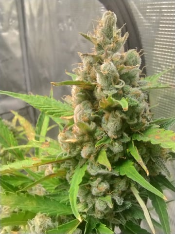 Round 2🥊 — flower, day 88