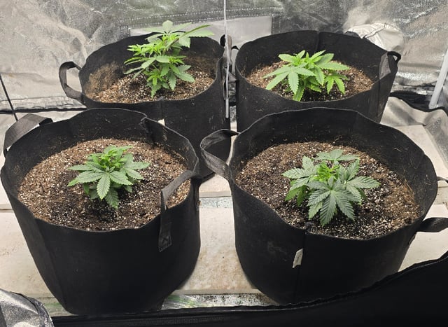 SGC & GWS — vegetative, day 37