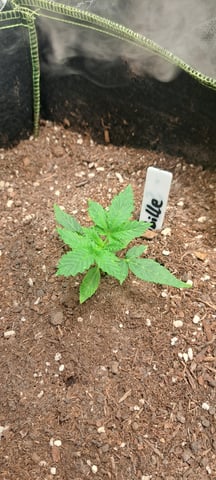 First Grow with the new setup  — seedling_rooting, day 14