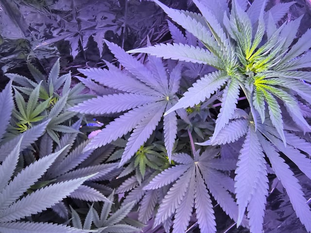 unknown strain 1st grow — flower, day 45