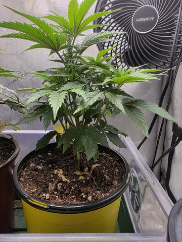Granny Candy and PLCG — vegetative, day 42