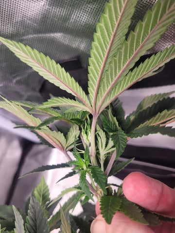 herbies free seed — vegetative, day 70