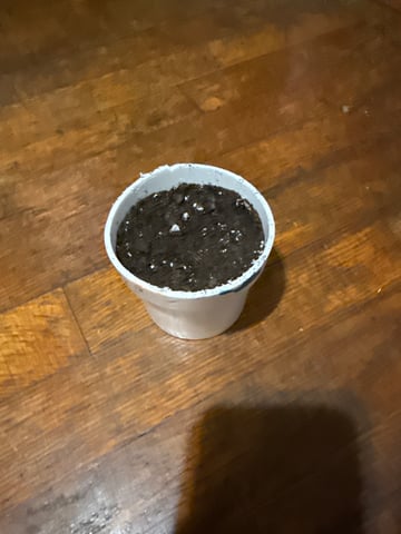 •Freedom Grow• — germination, day 4