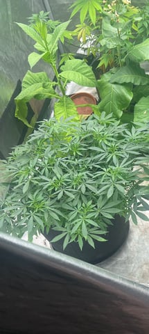 Purple Plum Perfect 💜 & 2 Grape Runtz 🍇 Mainlining garden.  — vegetative, day 179