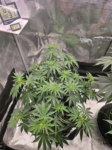  1 Blue Zushi x Venom & 1 Jack Here x Strawberry Cookies OG — flower, day 52