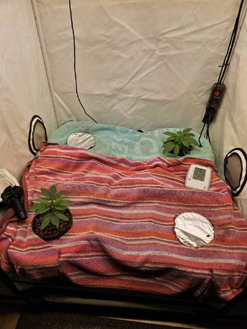 PITA — vegetative, day 26