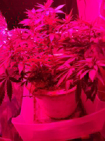 1st successful attempt  — flower, day 75