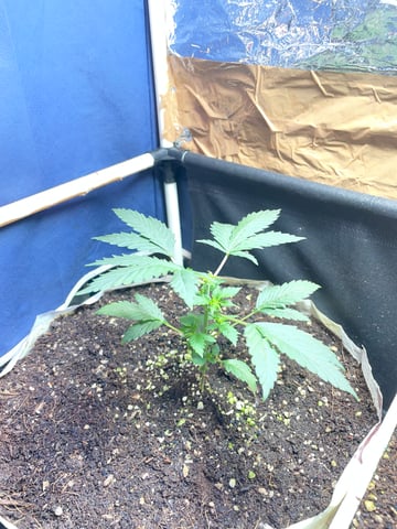 CHEESE AUTO ZEN Seeds — vegetative, day 8