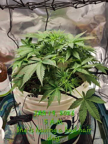 Dos Si Dos. Indica — vegetative, day 25