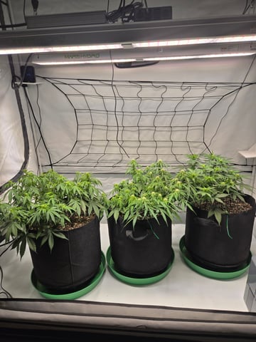 Purple Skunk 3 x 5  — flower, day 50