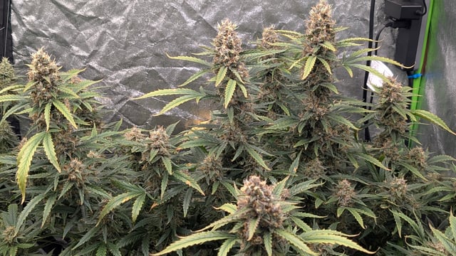 Strawberry Cheesecake Seedsman Seeds Autoflowers x2 — flower, day 95