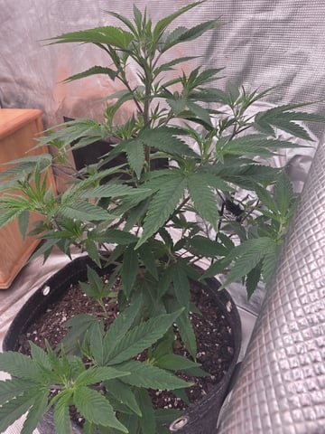 Gorilla Glue — grow_setup, day 2