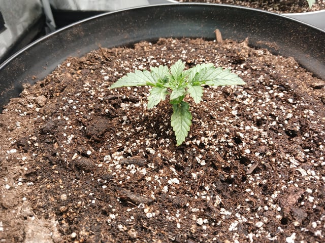Gorilla Sherbert Feminized From Blimburn Seeds  — vegetative, day 21