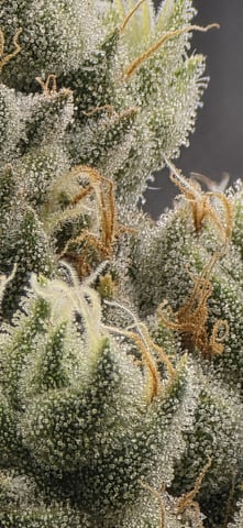 strawberry guava bx — flower, day 17