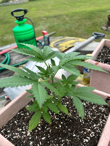 White Widow Twins — vegetative, day 32