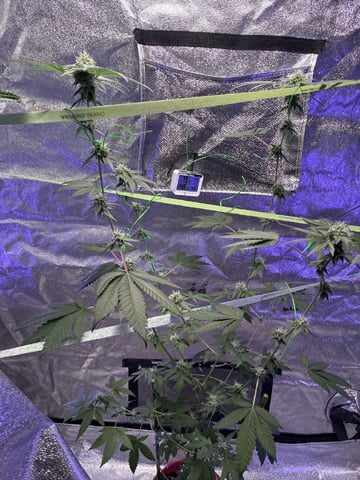 I Dont Know What Kind It Is Lol — flower, day 20