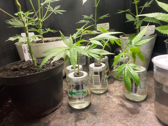 Cherry Pie clones (2nd run) — seedling_rooting, day 10