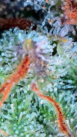 FastBuds Photo-Lemon Mandarin 