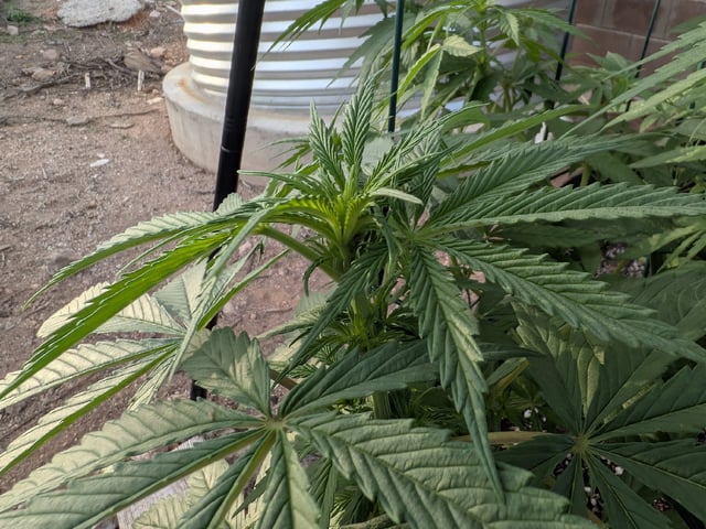 October Start — flower, day 78