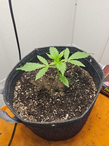 Gorilla Z auto — vegetative, day 33