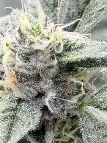 first grow clones  — flower, day 1