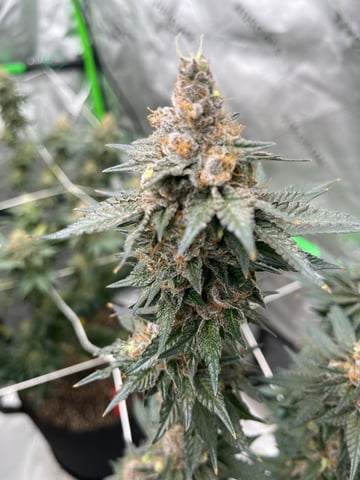 Rookie — flower, day 30