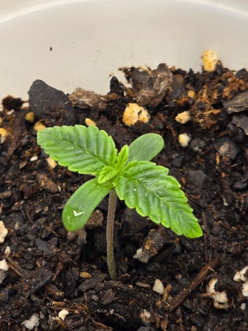 Northern lights #10 (Alaska) — seedling_rooting, day 3